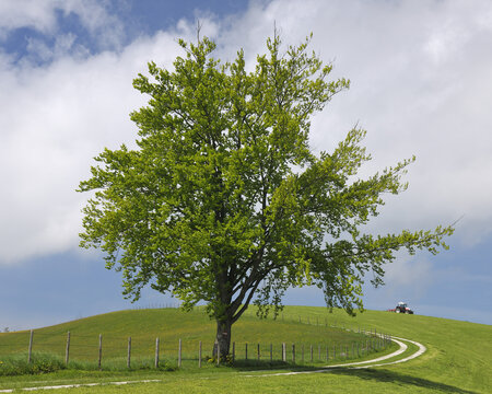 Beech Tree in Meadow, Sonntagberg, Mostviertel, Lower Austria, Austria