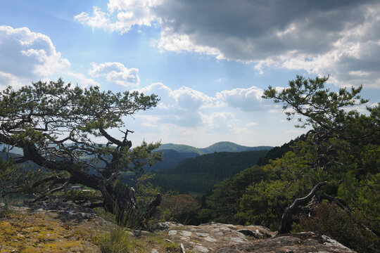 Mountain Pine, Hochstein, Dahn, Pfalzerwald, Rhineland-Palatinate, Germany