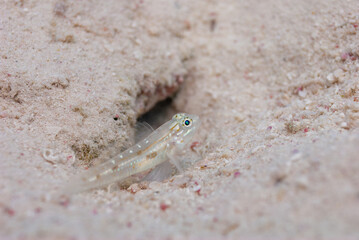 Bridled Goby Coryphopterus glaucofraenum perched next to sand burrow Bonaire