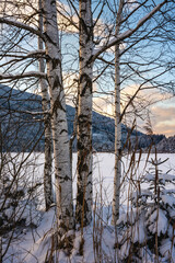 Baum, Schnee, Birke, Birken, Wald, Wiese, Winter, Winterlandschaft