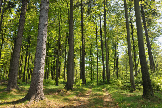 Forest, Winterberg, Hochsauerland, North Rhine-Westphalia, Germany