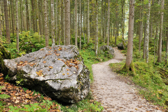 Path in Zauberwald, Berchtesgaden National Park, Bavaria, Germany