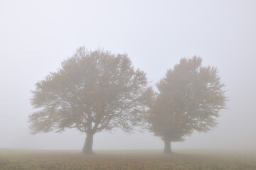 Beech Trees Schauinsland Black Forest