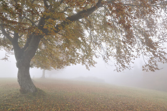 Beech Tree, Schauinsland, Black Forest, Baden-Wurttemberg, Germany