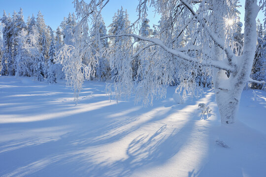 Snow Covered Trees, Kuusamo, Northern Ostrobothnia, Finland