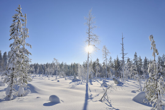 Sun through Snow Covered Trees, Kuusamo, Northern Ostrobothnia, Finland