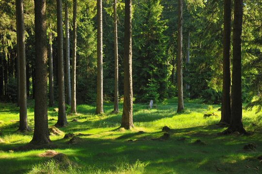 Forest, Harz National Park, Harz, Lower Saxony, Germany
