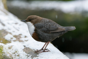 Dipper in a cold winter day