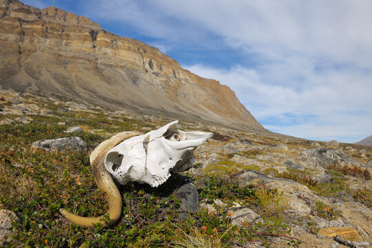 Musk Ox Skull, Nordbugten, Nordvestfjorden,  Scoresby Sund, Greenland