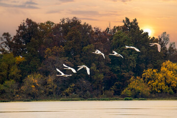 Swans come in for a landing at sunrise over a lake
