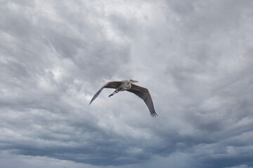 Blue Heron in flight with a cloudy sky