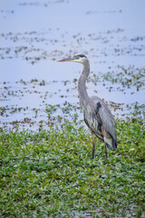 Fototapeta premium Blue Heron wades in marsh looking for fish