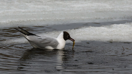 Black-headed gull with prey (fish) in its beak. A beautiful bird of prey, after a successful hunt, swims along a spring river along a large melting ice floe. Cloudy day in early spring. Close-up