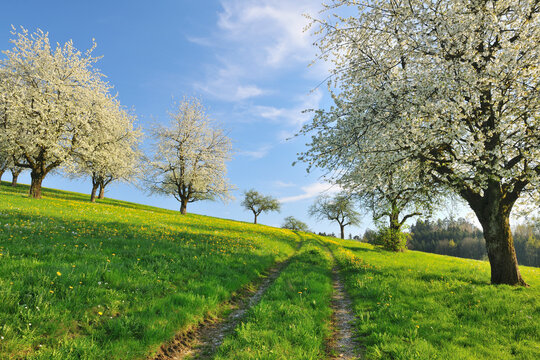 Cherry Trees and Meadow, Baden-Wurttemberg, Germany