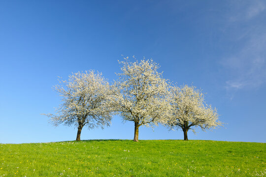 Cherry Trees and Meadow, Baden-Wurttemberg, Germany