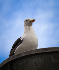seagull on a post
