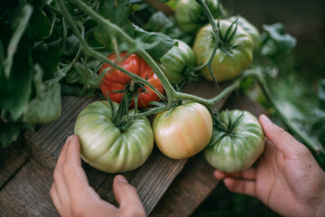 Close-up of a farmer's male hand touching tomatoes growing on a bush in a greenhouse in summer.