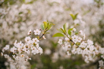 Cherry tree branch in flowers in spring. Cherry flowers close up