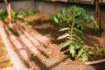 A young tomato bush grows in a greenhouse in spring. Seasonal seedling. Green leaves of a small tomato in the garden.