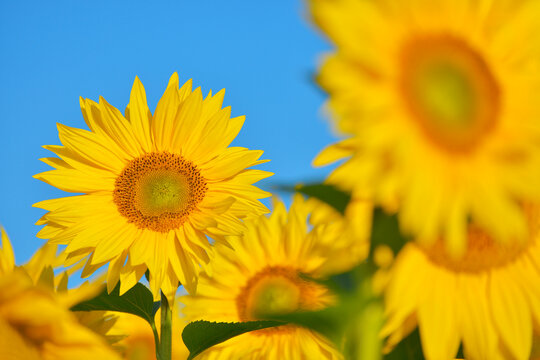 Sunflower Field, Arnstein, Main-Spessart, Franconia, Bavaria, Germany