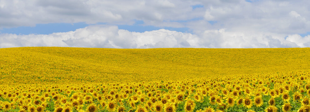 Sunflower Field, Arnstein, Main-Spessart, Franconia, Bavaria, Germany