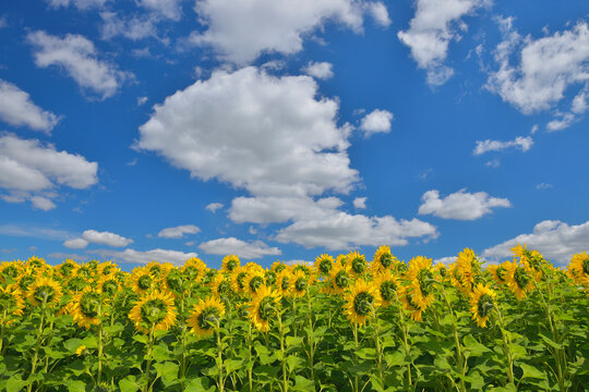 Sunflower Field, Arnstein, Main-Spessart, Franconia, Bavaria, Germany