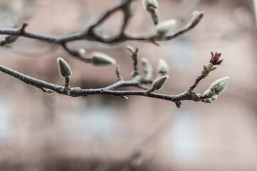 A magnolia bush closeup with buds preparing to bloom.