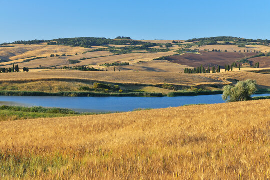 Countryside with Wheat Field in Summer, Pienza, Val d'Orcia, Province of Siena, Tuscany, Italy