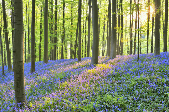 Sun through Beech Forest with Bluebells in Spring, Hallerbos, Halle, Flemish Brabant, Vlaams Gewest, Belgium