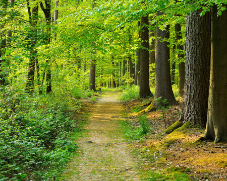 Path through Forest in Spring, Hallerbos, Halle, Flemish Brabant, Vlaams Gewest, Belgium