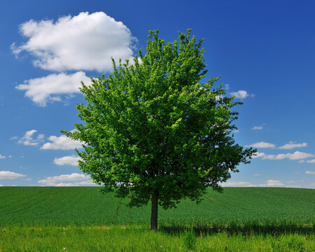 Lone Tree by Fields in Spring, Franconia, Bavaria, Germany