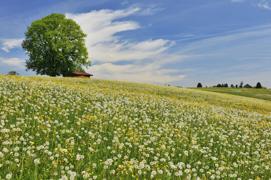 Flowers in Meadow with Beech Tree in Spring, Halblech, Swabia, Bavaria, Germany