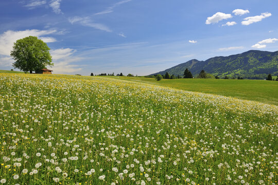 Flowers in Meadow with Beech Tree in Spring, Halblech, Swabia, Bavaria, Germany