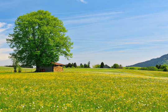 Flowers in Meadow with Beech Tree in Spring, Halblech, Swabia, Bavaria, Germany