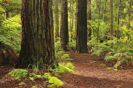Path through Whakarewarewa Forest with Redwood Trees, near Rotorua, Bay of Plenty, North Island, New Zealand