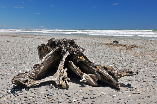 Stone Beach with Driftwood Roots in Summer, Burke Road, Barrytown, West Coast, South Island, New Zealand