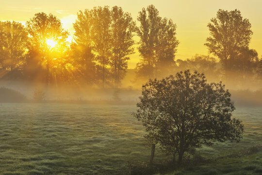 Sunbeams break through Row of Trees in Morning, Flieden, Hesse, Germany