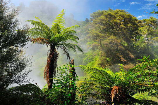 Fern Trees with Steam, Hot Spring, Waikite Valley, Bay of Plenty, North Island, New Zealand