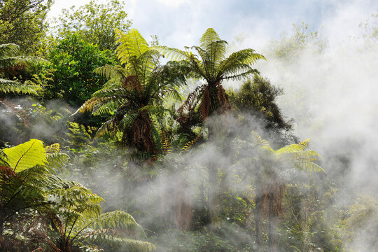 Fern Trees with Steam, Hot Spring, Waikite Valley, Bay of Plenty, North Island, New Zealand