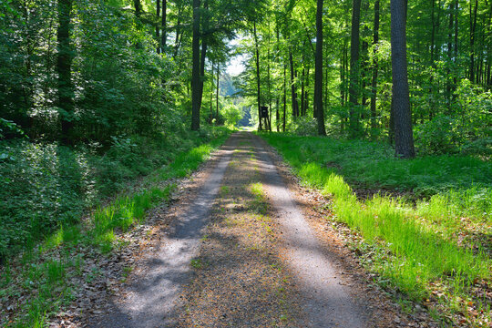 Forest Path in Spring, Kefenrod, Hesse, Germany