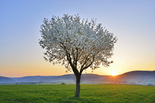 Blossoming Cherry Tree in Spring at Sunrise, Miltenberg, Spessart, Franconia, Bavaria, Germany