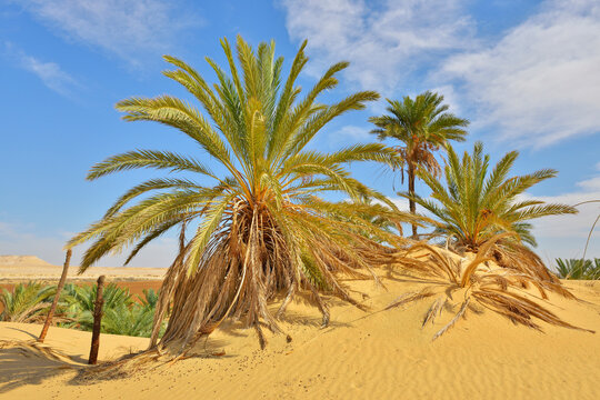 Date Palms in Desert, Matruh Governorate, Libyan Desert, Sahara Desert, Egypt, Africa