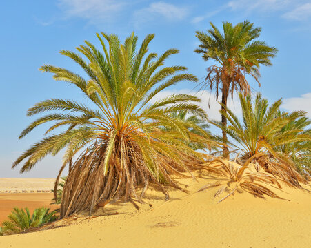 Date Palms in Desert, Matruh Governorate, Libyan Desert, Sahara Desert, Egypt, Africa