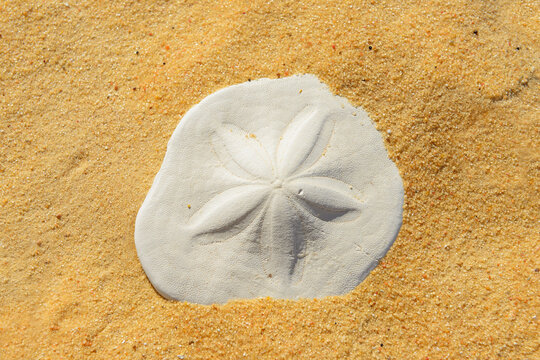 Close-up of Fossilized Sand Dollar in Desert, Matruh, Great Sand Sea, Libyan Desert, Sahara Desert, Egypt, North Africa, Africa