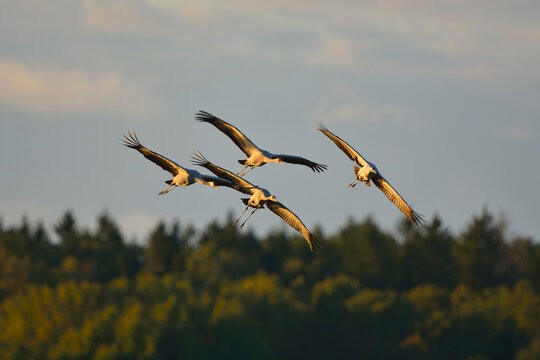 Common Cranes (Grus grus) in Flight, Barth, Vorpommern-Rugen, Mecklenburg-Vorpommern, Germany