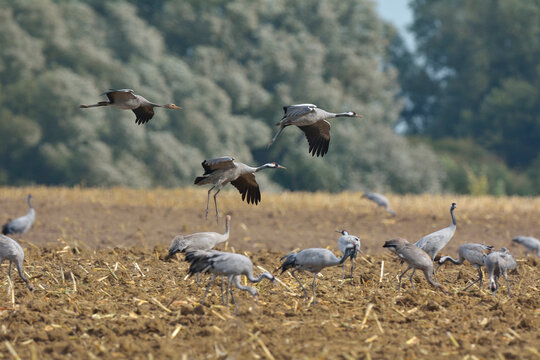 Common Cranes (Grus grus) in Field, Barth, Vorpommern-Rugen, Mecklenburg-Vorpommern, Germany