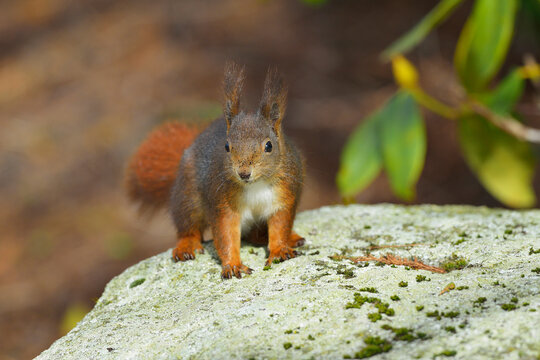 European Red Squirrel (Sciurus vulgaris), Baden-Wurttemberg, Germany