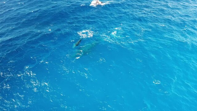 Aerial view of a boat following a sperm whale, Sao Miguel, Azores, Portugal.
