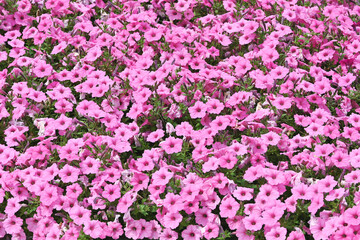 Obraz premium Pink Petunias
