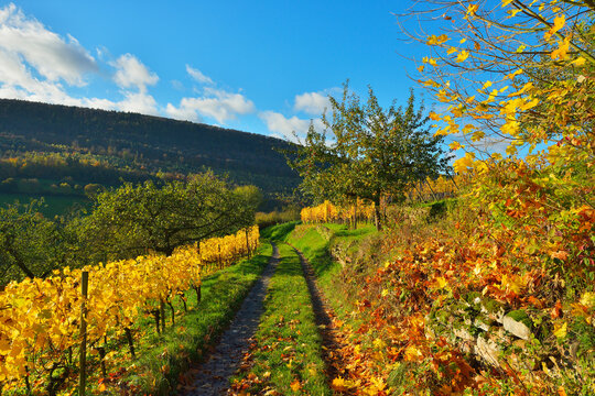 Path through Vineyard in Autumn, Centgrafenberg, Burgstadt, Untermain, Spessart, Franconia, Bavaria, Germany